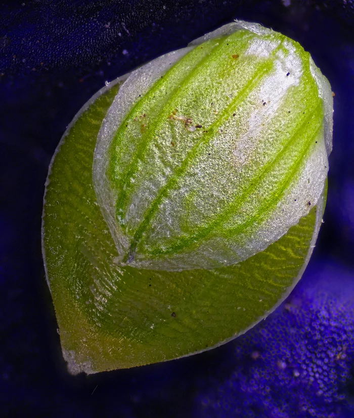 Life capsule - My, Macro photography, Microfilming, Seeds, Flora