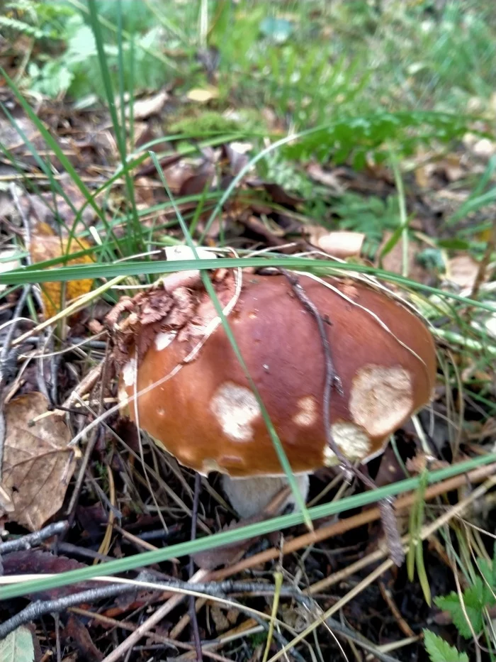 Another silent hunt - My, Mushrooms, Silent hunt, Longpost