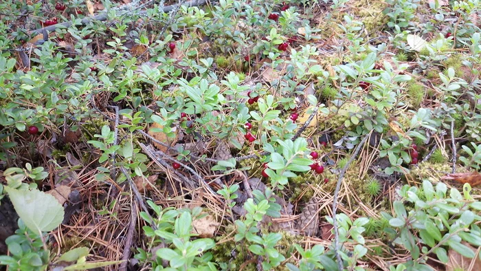 Forest, berries, mushrooms - walk - My, Cranberry, Forest, Dog, Mushrooms, Berries, Photo on sneaker, Longpost