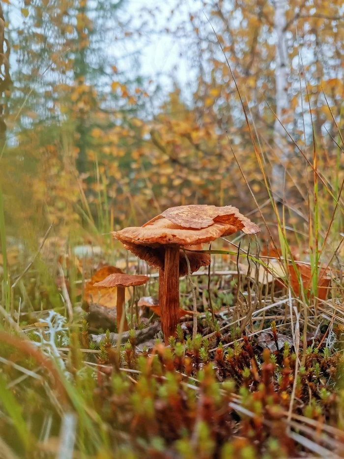 Золотая осень на севере - Моё, Мобильная фотография, Осень, Грибы, Крайний север, Заполярье, Фотография, Длиннопост, Природа