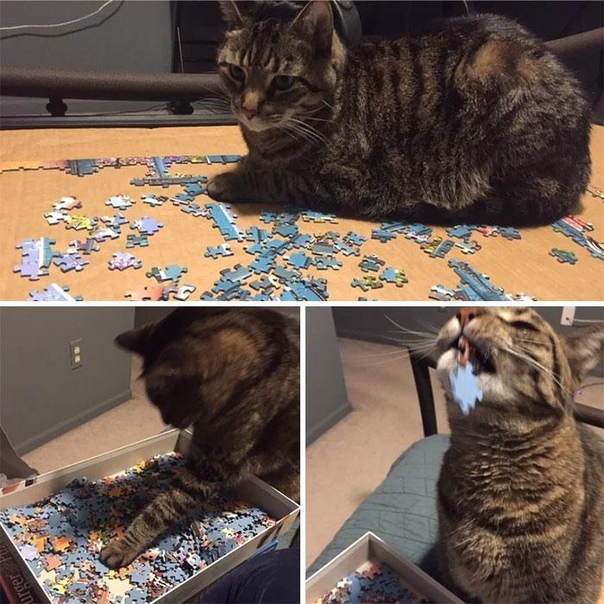 Cats and puzzles - cat, Puzzle, Humor, Pests, Longpost