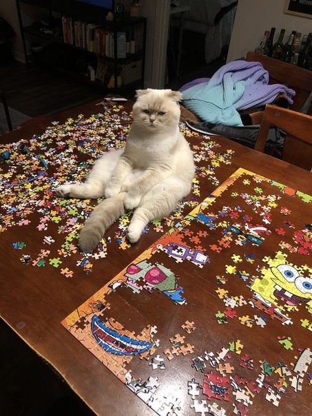 Cats and puzzles - cat, Puzzle, Humor, Pests, Longpost