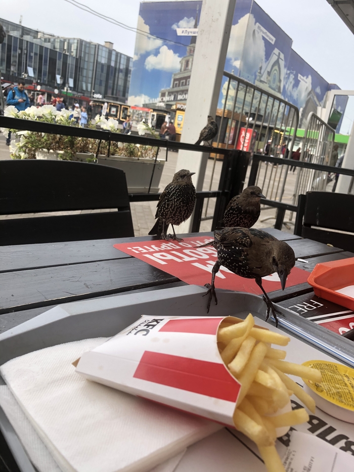 Наглые москвичи