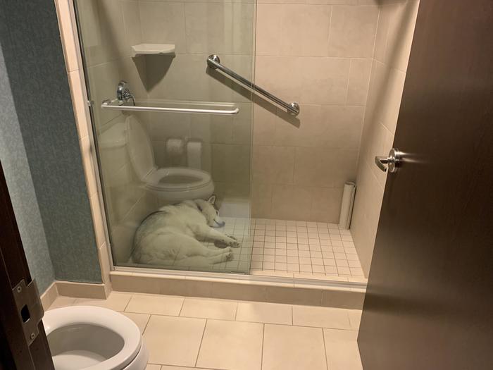 I checked into a hotel for the first time with my dog. She decided to spend the night right in the shower - The photo, Animals, Dog, Husky, Hotel, Shower, Dream, Reddit