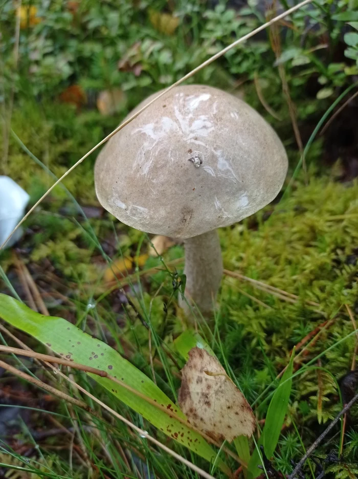 Little mushroom helper - My, Forest, Mushrooms, Birds, Pets, Crow, Grey Crow, Autumn, Mushroom pickers, Longpost