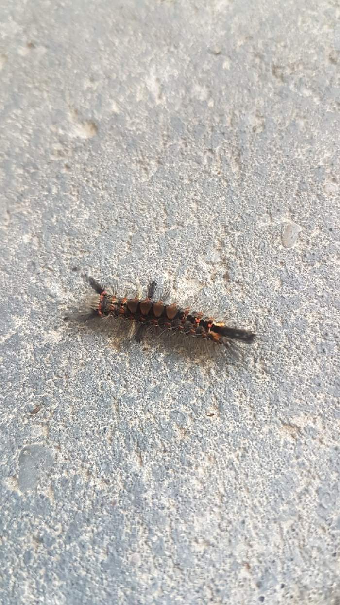 Beautiful, horned caterpillar - My, Caterpillar, Insects, Nature, Longpost