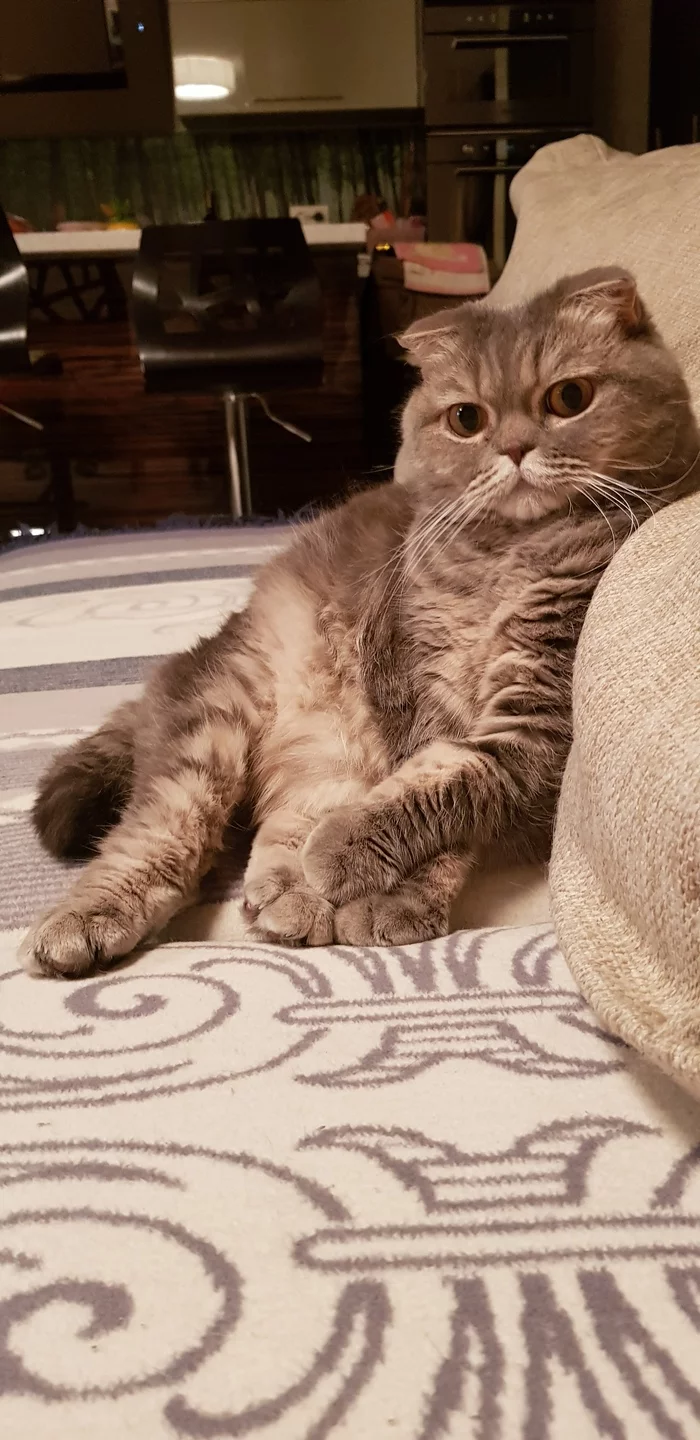 When you thought that the whole sofa was yours, and then someone else sat down next to you - My, cat, Scottish lop-eared, Lyrics, Squint, Impudence, Longpost