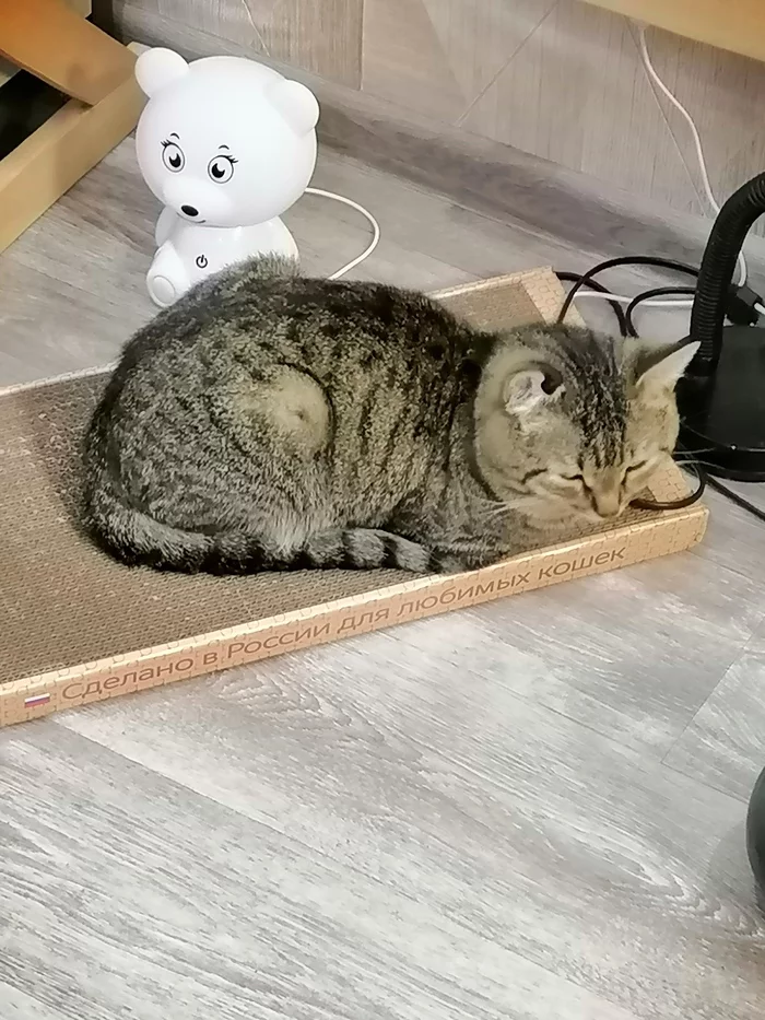 Cat VS Scratching post - My, cat, Scratching post, Blochastic, Cat mint