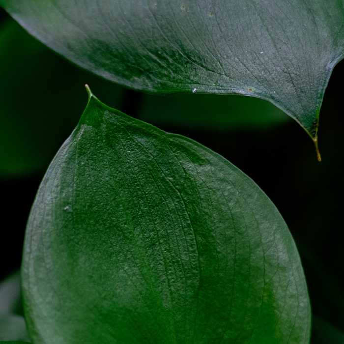 ���� ����