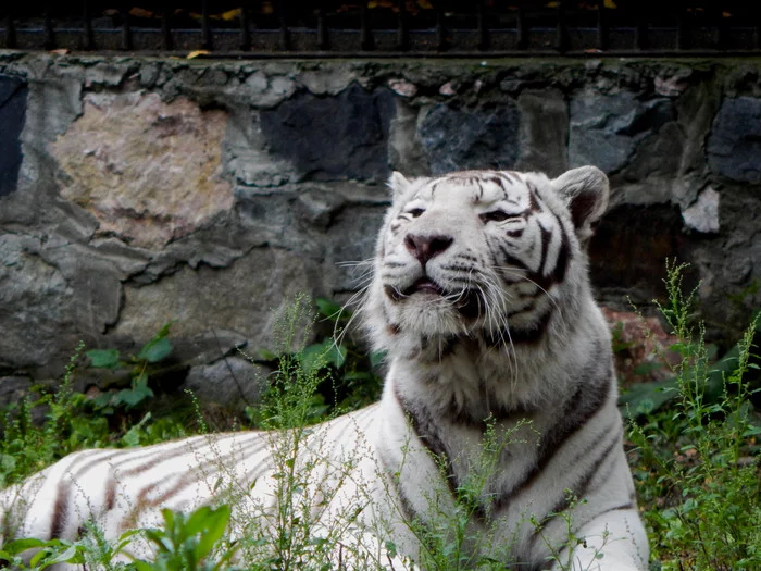 The big one purred - My, Tiger, Big cats, Novosibirsk Zoo, Longpost, White tiger, Animals