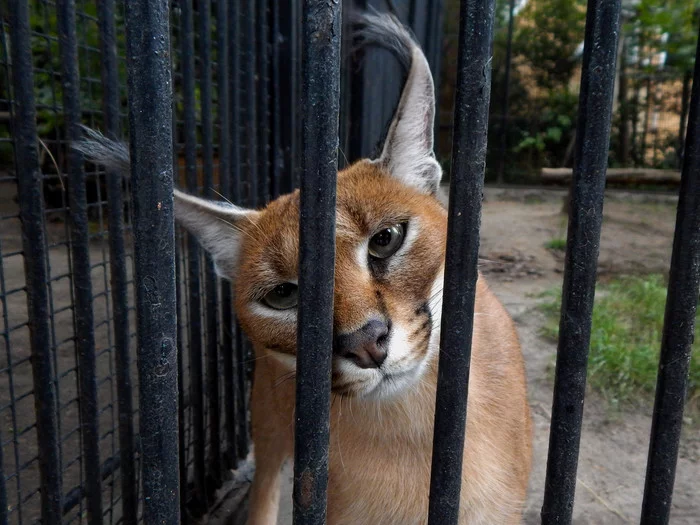 Trap - My, Caracal, Small cats, Novosibirsk Zoo, Cat family, Animals, Zoo