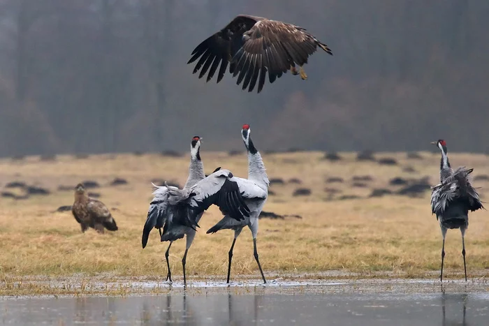 Why do cranes dance: what is known about rare birds (photo) - Animals, Nature, Ecology, Heron, Longpost, Birds