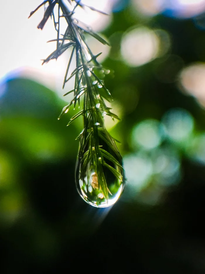 The whole world - My, Nature, Drops, Beginning photographer, The photo