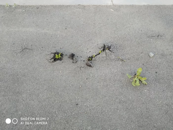 The power of the earth - Plants, Asphalt