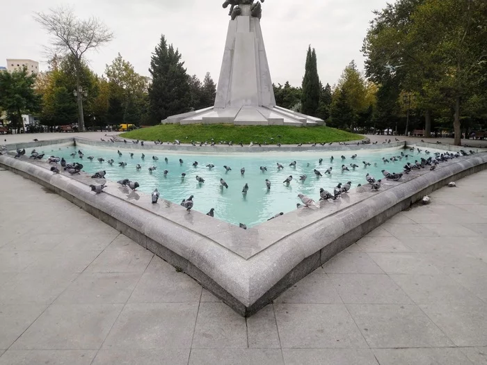 Gathering at the fountain - My, The photo, Birds, Town