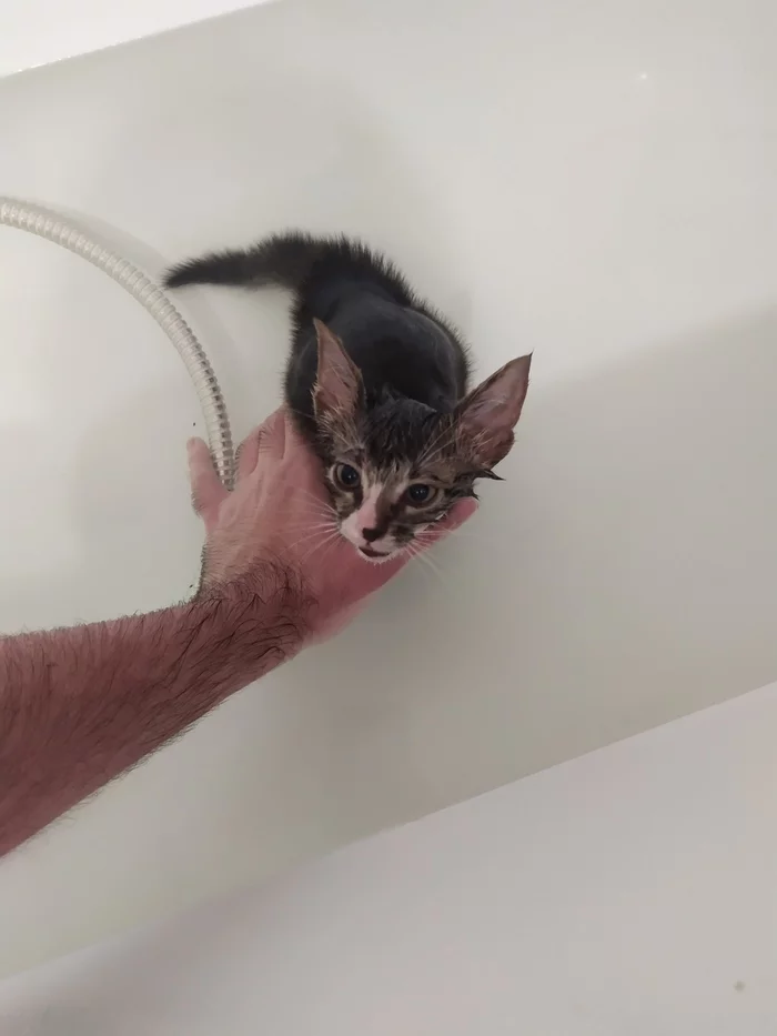 Kitty. Moscow, Sokolniki - Kittens, No rating, Moscow, Longpost, In good hands, Sokolniki, cat, My