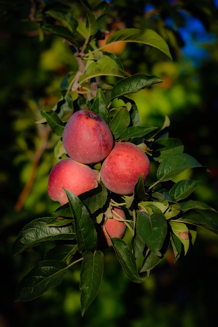 Apple mood - My, Nikon d5200, Nikkor 50mm, Apples, Autumn, Longpost