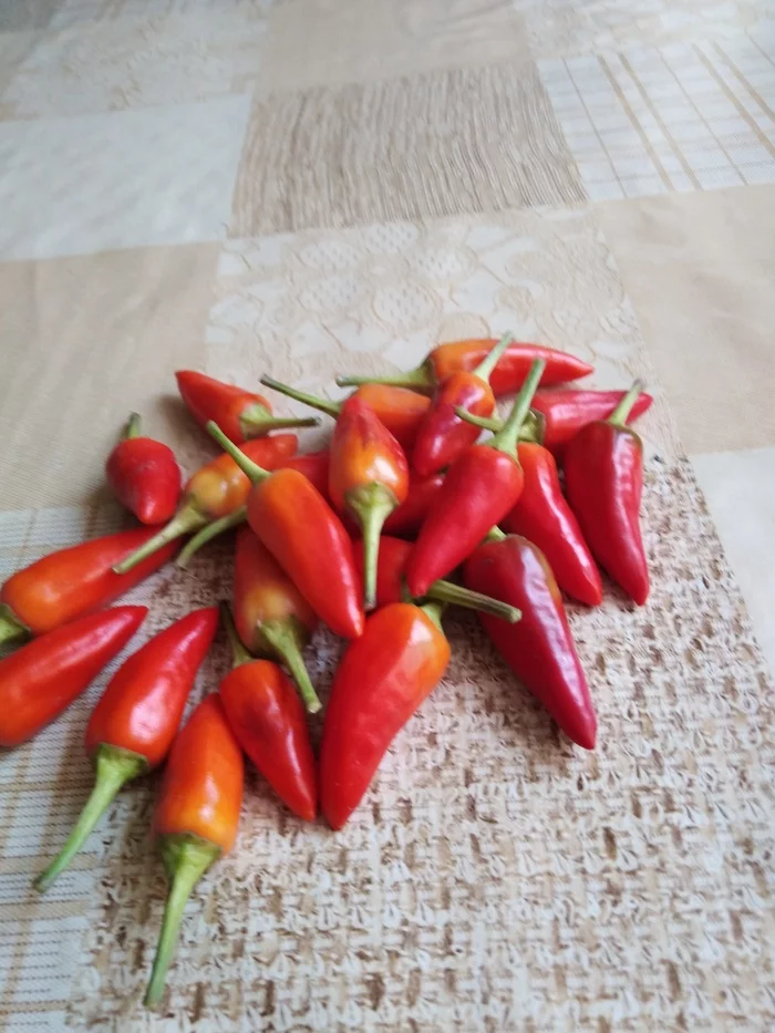 My first pepper harvest - My, Pepper, Spicy, Harvest, Harvesting, Longpost