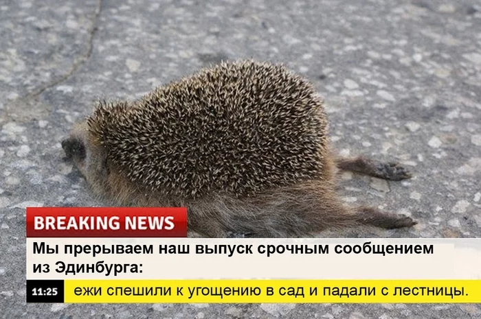 Срочные новости! Ёжик, Юмор, Новости, Позитив, Социальные сети, Длиннопост