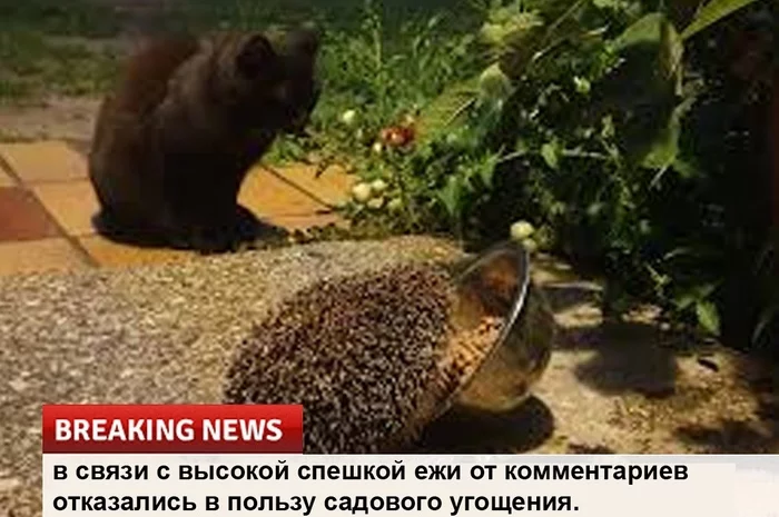 Срочные новости! Ёжик, Юмор, Новости, Позитив, Социальные сети, Длиннопост