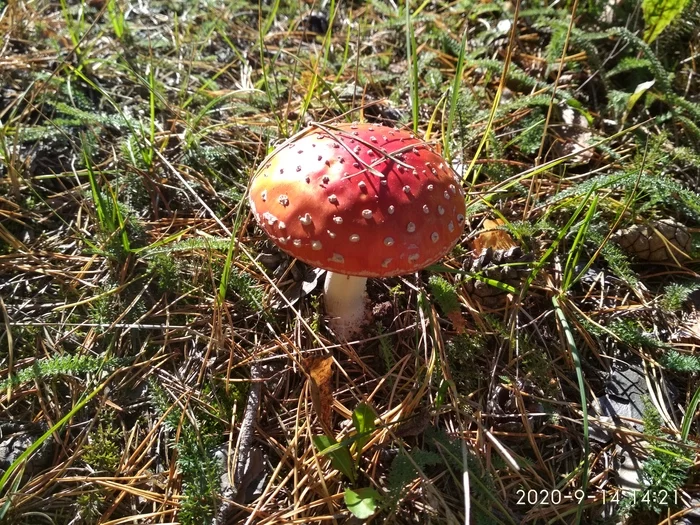 There is sunshine in St. Petersburg - The nature of Russia, Saint Petersburg, Grasshopper, Autumn, Fly agaric, Good weather, Longpost