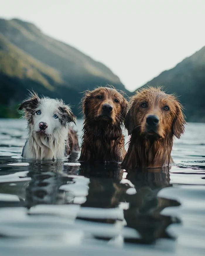 waterfowl fools - Dog, Bathing, Water procedures, Milota, Bathing