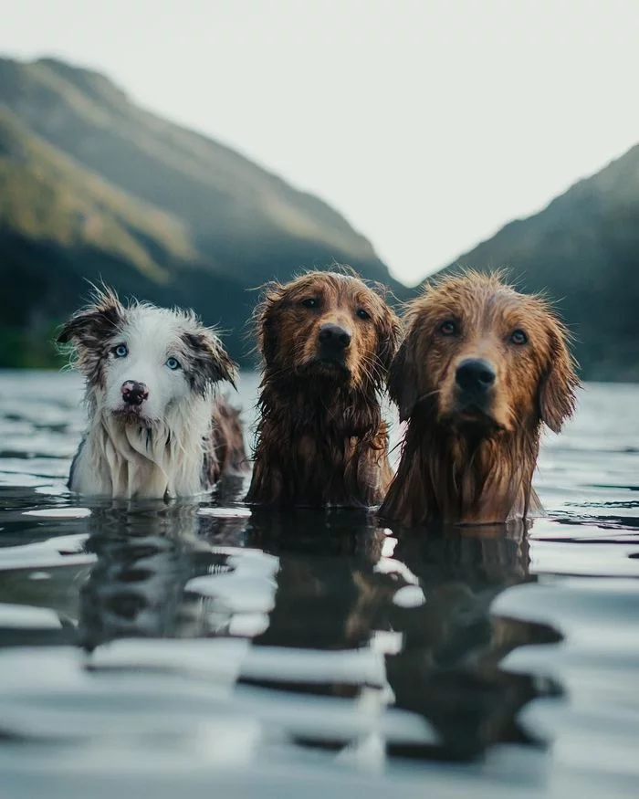 Waterfowl duralei - Dog, Bathing, Water procedures, Milota