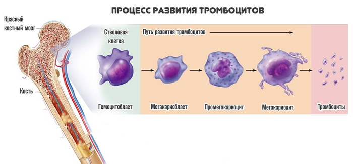 Сосуды под микроскопом фото Сосуды под микроскопом фото thumbnail