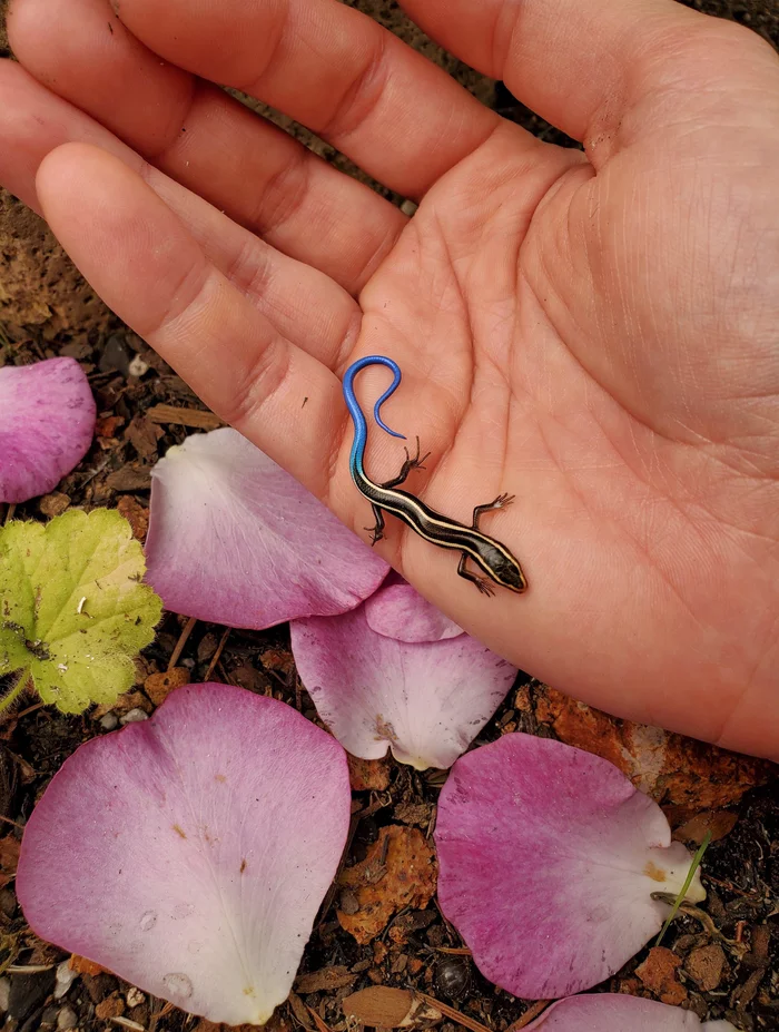 Blue-tailed tiny skink - Reptiles, Skink, Lizard, beauty, The photo