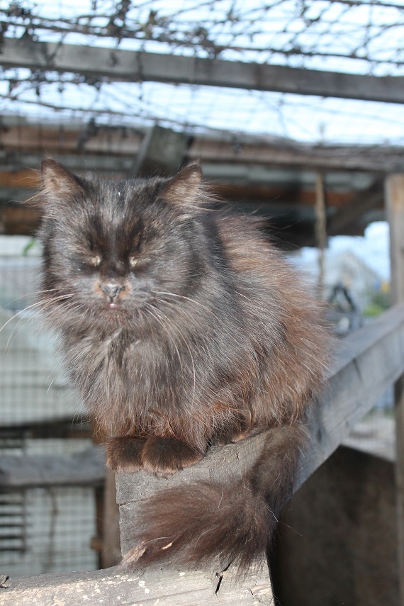 Жизнь домашнего приюта Котоленд 249 - Моё, Кот, Приют, Липецк, Приют Котоленд, Доброта, Помощь, В добрые руки, Длиннопост