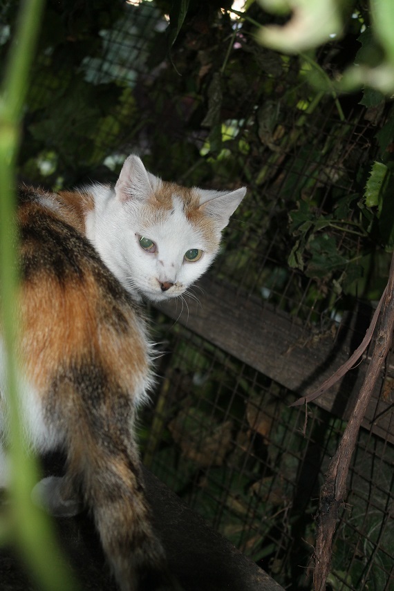 Жизнь домашнего приюта Котоленд 249 - Моё, Кот, Приют, Липецк, Приют Котоленд, Доброта, Помощь, В добрые руки, Длиннопост