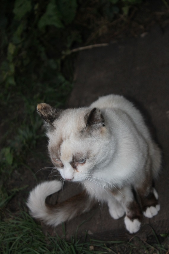 Жизнь домашнего приюта Котоленд 249 - Моё, Кот, Приют, Липецк, Приют Котоленд, Доброта, Помощь, В добрые руки, Длиннопост