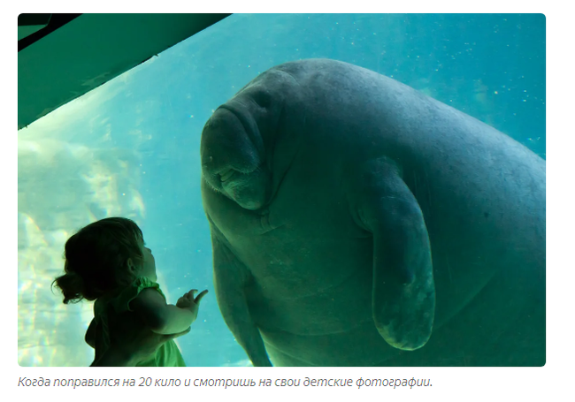 Manatee: 500 kg of cuteness and safety. How do sea cows live? - Manatee, Animals, Yandex Zen, Longpost