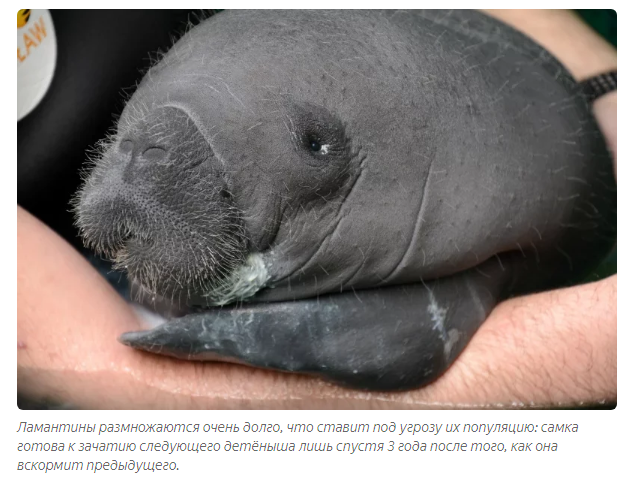 Manatee: 500 kg of cuteness and safety. How do sea cows live? - Manatee, Animals, Yandex Zen, Longpost