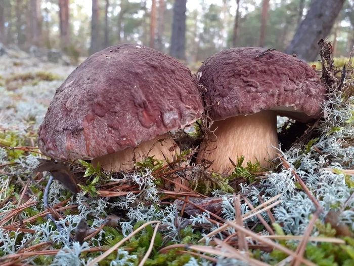 Two from the casket - My, Mushrooms, Borovik