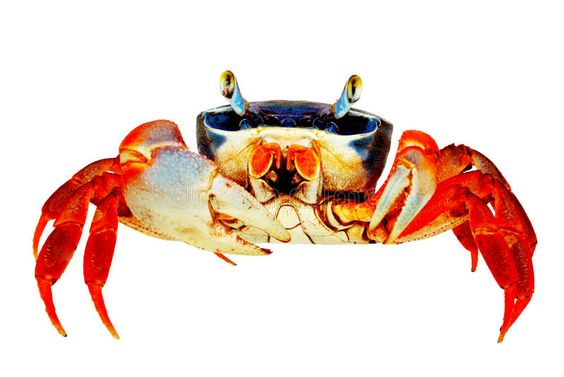 Êîãî çàâåñòè, åñëè âàì íåëüçÿ ñîáàêó? Òîï àëüòåðíàòèâíûõ äîìàøíèõ ëþáèìöåâ 2: "Ïðîñòî äîáàâü âîäû" Äîìàøíèå æèâîòíûå, Ðûáà, Àêâàðèóì, Êðàá, Êðåâåòêè, Âèäåî, Äëèííîïîñò