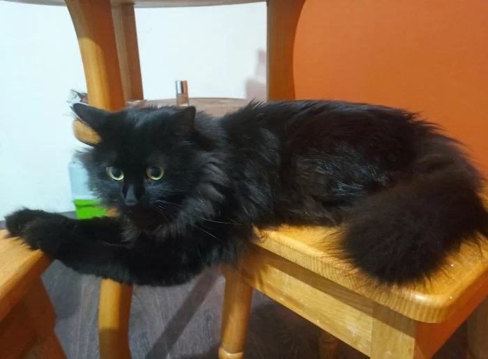 When one chair is not enough - My, cat, Pets, Fluffy, Black cat