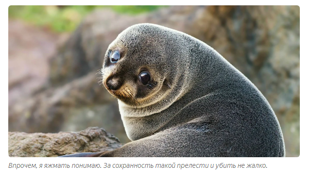 Sea lion: Incomprehensible Kamchatka. Huge sea lions steal fish, fight on the shore and this is the norm! - Sea lions, Animal book, Yandex Zen, Animals, Longpost