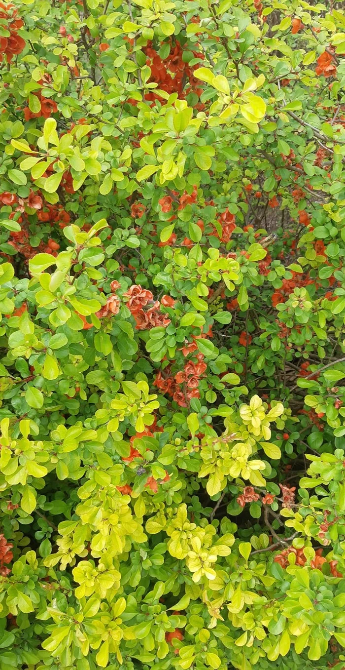 beauty - My, Greenery, The photo, Spring, Bush