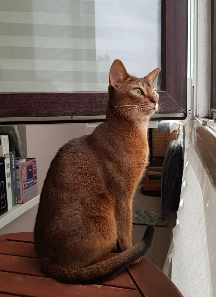 How would you score this episode? - My, cat, Abyssinian cat, Longpost