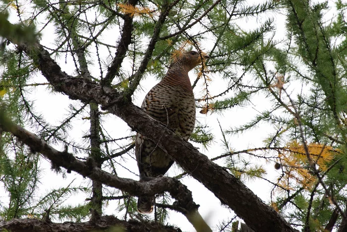 Female capercaillie on a larch branch - Birds, Wood grouse, Female, Larch, The national geographic, The photo