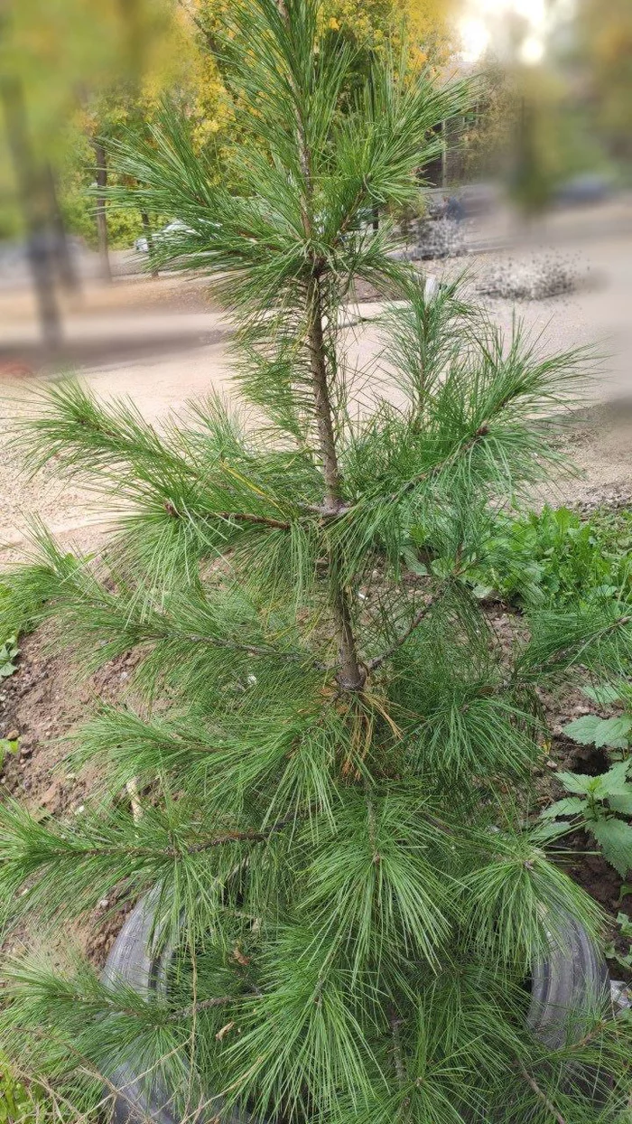 What about the cedars? Maybe someone can tell me? - Cedar, Parasites, Fungus, Help, Let's save the trees, Gardener, Longpost