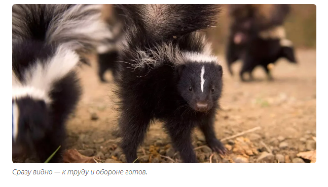 Skunk: Legendary stink. What is tailed artillery really capable of? - Skunk, Animal book, Yandex Zen, GIF, Longpost, Animals