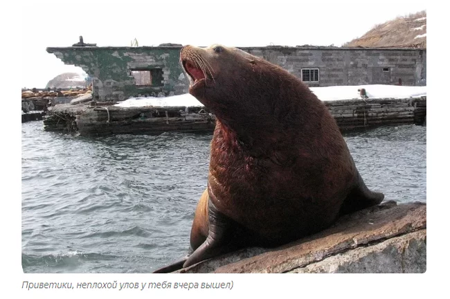 Sea lion: Incomprehensible Kamchatka. Huge sea lions steal fish, fight on the shore and this is the norm! - Sea lions, Animal book, Yandex Zen, Animals, Longpost