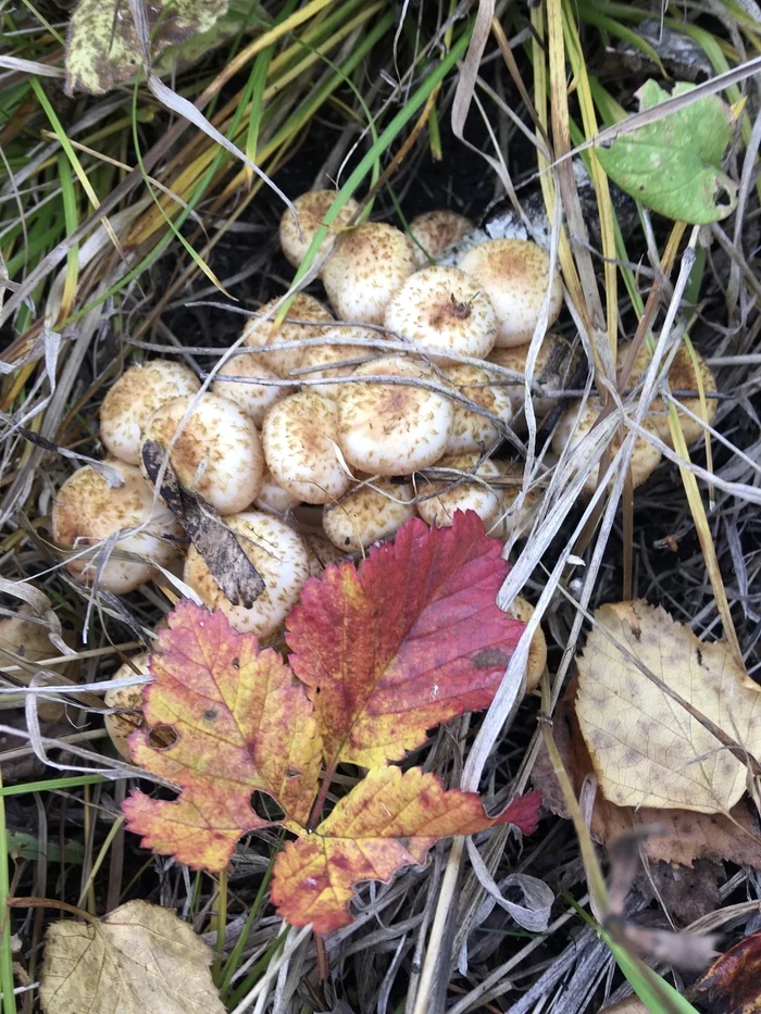 Posting again - My, Honey mushrooms, Mushrooms, Autumn, Longpost