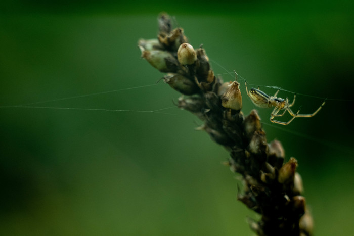 Early morning, temperature about +5, very cold, but it was worth it, a great series of pictures came out - My, Macro photography, The photo, Longpost, Spider