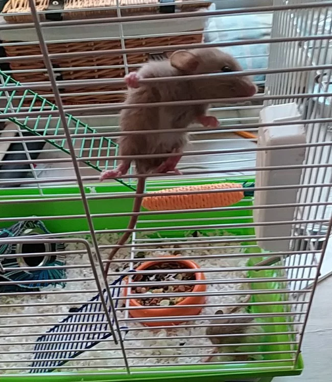 Pixel and Belyash - My, Rat, Pets, Rodents, Longpost