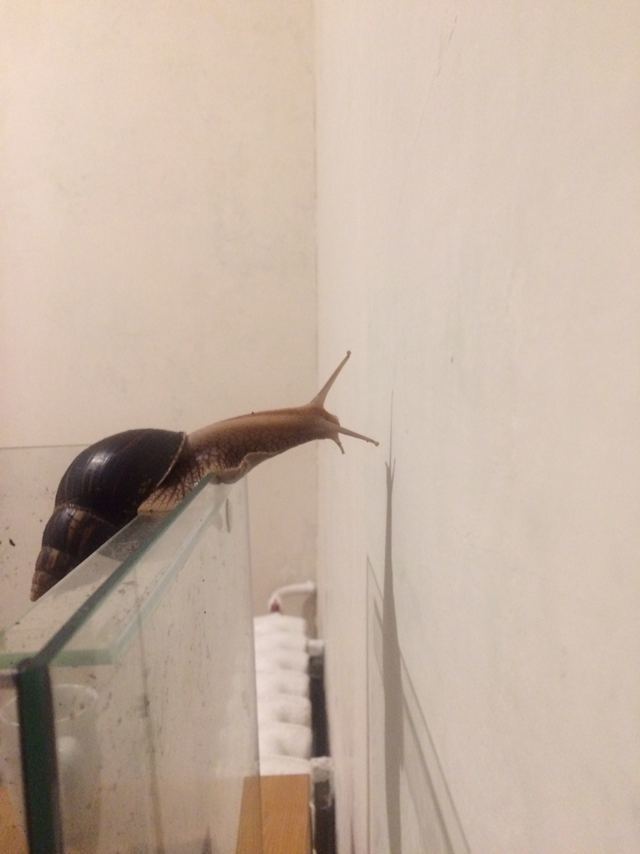 Forward to new adventures - Snail, Travels, Wall, Aquarium, Longpost