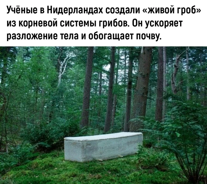 Mycelium tomb - Mushrooms, Coffin, Nature, Scientists, Netherlands, Longpost, Netherlands (Holland)