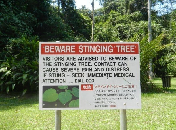 'Spider' toxin found in Australian stinging trees - The science, Research, Toxins, Australia, Tree, Pain